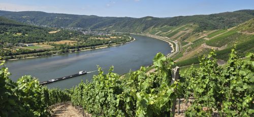 Mehr über den Artikel erfahren geführte Wanderung zur Rebblüte im Bopparder Hamm – in Planung